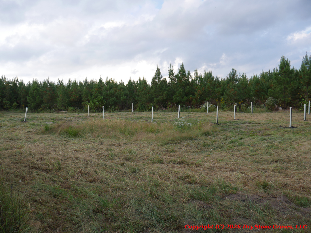 Chestnut Orchard - Fall 2025