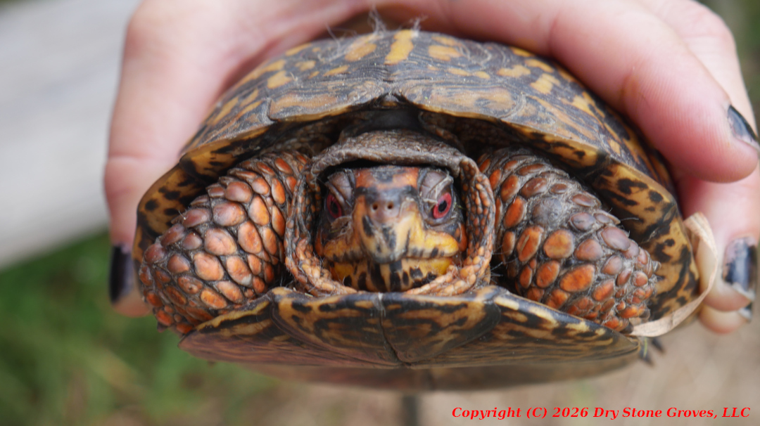 Pumpkin Patch Turtle