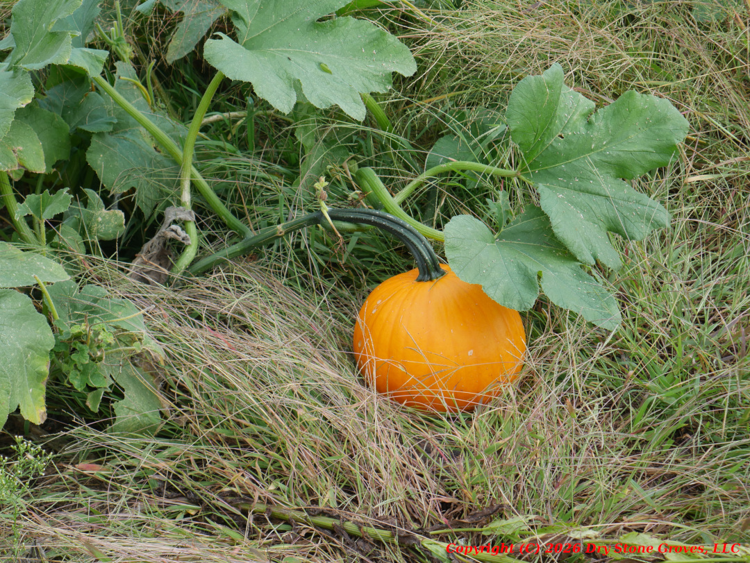 Pumpkins - Fall 2025