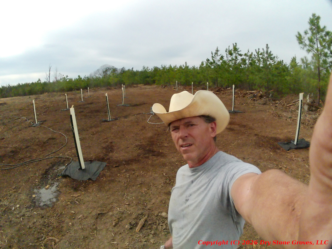 Summer Watering - 2025